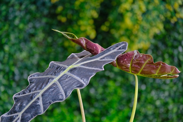 alocasia