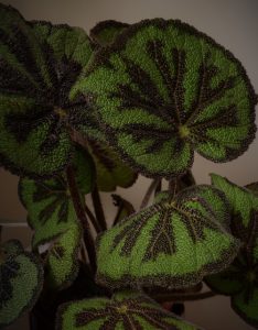 begonia d'intérieur