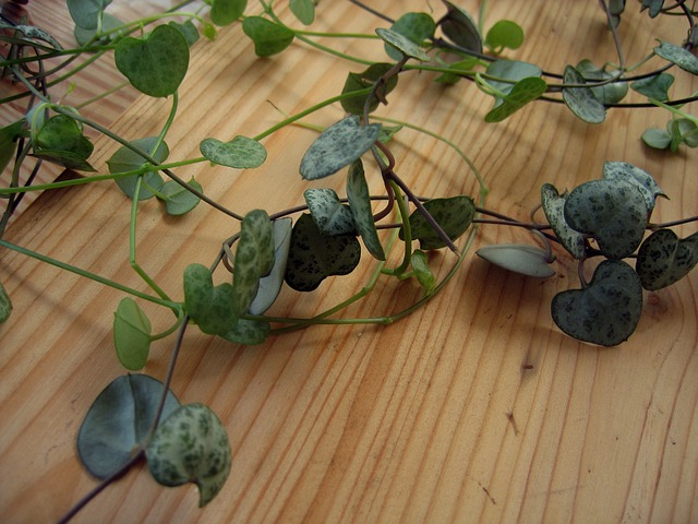 ceropegia-woodii ou chaîne de coeur