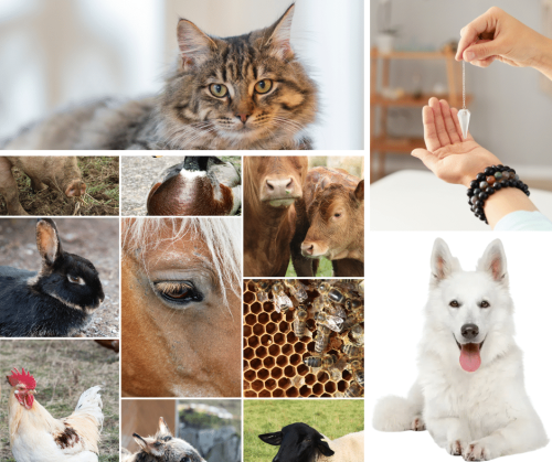 Soin reiki animalier